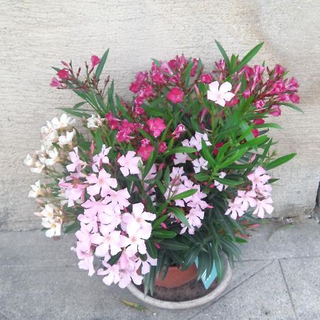 Aux Vieux Fours Bed and Breakfast Noaillac Εξωτερικό φωτογραφία